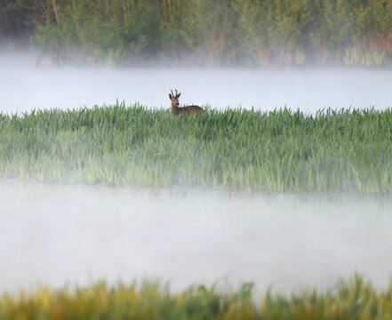 Roe deer (Capreolus capreolus), roe buck in winter coat, winter cover standing in a wet meadow, in a wetland biotope at a lake, morning mist, fog, wildlife, Lower Saxony, Germany