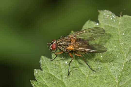 Real fly (Muscidae Phaonia rufiventris) on a stinging nettle leaf, Baden-W&uuml;rttemberg, Germany