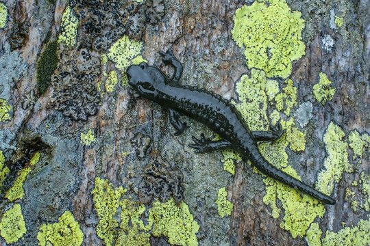 Alpine salamander (Salamandra atra), Heiligenblut, Carinthia, Austria