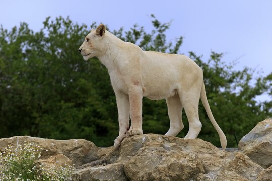 Lion (Panthera leo), adult female, lioness, white lion, colour mutation, standing on a rock, native to Africa, captive, England, United Kingdom