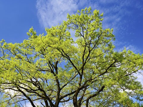 English oak (Quercus robur), as the leaves begin to emerge, Schoren, M&uuml;hlau, Freiamt, Canton of Aargau, Switzerland