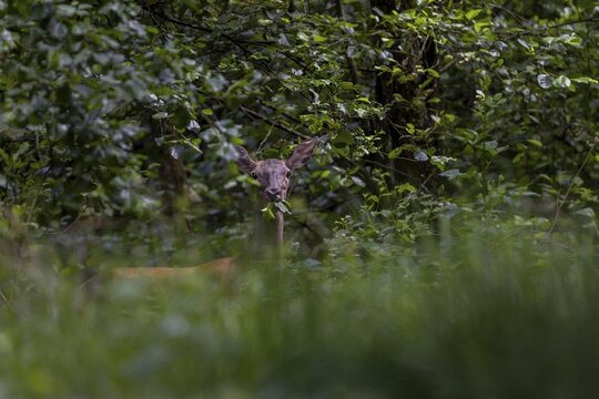 A red deer (Cervus elaphus) savours the green foliage of the alders in a remote forest, summer coat, July, Germany