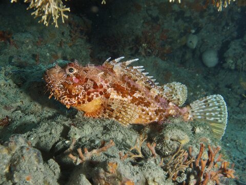 A red scorpionfish (Scorpaena scrofa) on the seabed, Fraskeric dive site, Stoja, Pula, Croatia, Mediterranean Sea