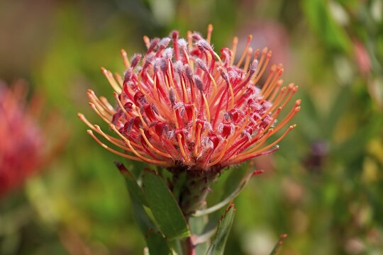 Pincushion Protea (Leucospermum species), Protea, flower, flowering, flower, bushes, plant, Kirstenbosch Botanical Gardens, Cape Town, South Africa