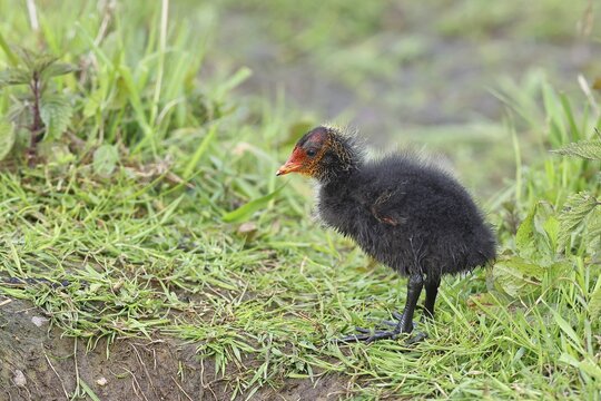 Eurasian Coot, Coot Rail, (Fulica atra), chick in the shore vegetation, D&uuml;mmer, Lake D&uuml;mmer, Ochsenmoor, H&uuml;de, Lower Saxony, Germany