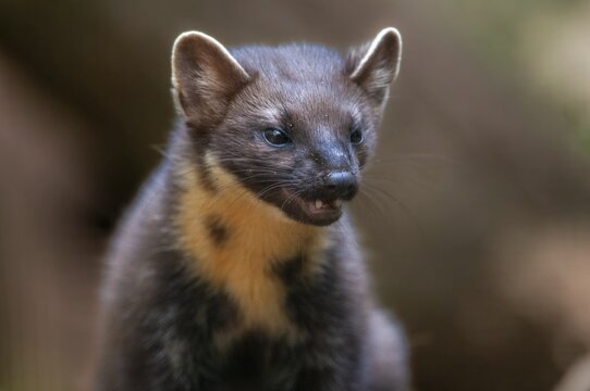 Tree martens, carnivora, European pine species, martes martes, pine species, predators, mammals, raptors, mammals, mammals