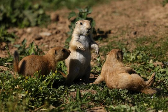 Three black-tailed prairie dog (Cynomy ludovicianus) juveniles in a meadow, France