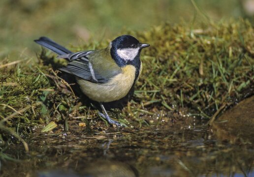 Great tit, great tit, parus major, bath, bird bath, birds, tit, passeri, songbirds, songbirds, tits, potions, birdbath, birds, watering place