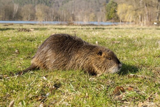 Beaver rat, coypu, myocastor coypus, rodents, nutria, rodentia, swamp beaver, mammals, rodents, mammals