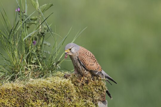 Common kestrel (Falco tinnunculus) male eats captured mouse, Allg&auml;u, Bavaria, Germany