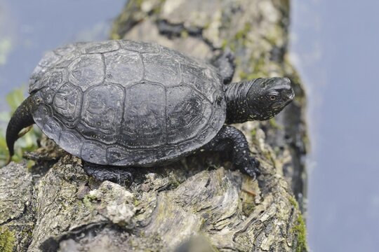 European pond turtle (Emys orbicularis) lying on a tree trunk in the water, Brandenburg, Germany