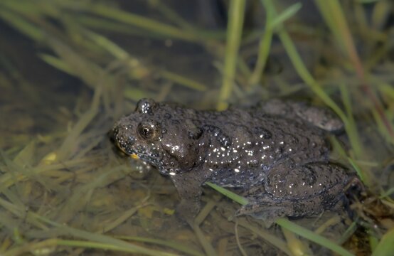 Mountain toad, bombina variegata, yellow-bellied toad, amphibians, amphibians, amphibians, amphibians, amphibians, toads