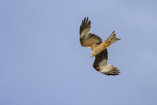 Flying (Milvus migrans) in front of a blue sky, Feldberger Seenlandschaft, M&uuml;ritz National Park, Mecklenburg-Vorpommern, Germany