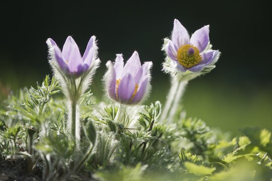 Pasque flower (Pulsatilla vulgaris), Emsland, Lower Saxony, Germany