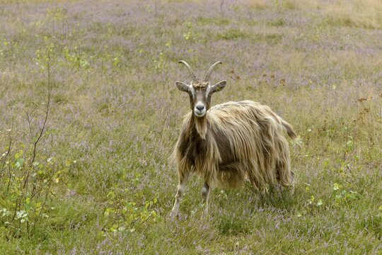 Artiodactyla, Capra Aegagrus Hircus, even-toed ungulate, coat change, house goat, cloven-hoofed, P&ouml;llwitzer Wald, Thuringia, Thuringia, grazing, domesticated animals, extensive grazing, goat, pet, heather care, mammals, mammals, willow, wild pasture, goat