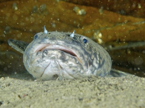 Close-up of a grey fish with barbels, burbot, burbot (Lota lota), rudd, on a sandy bottom. Dive site Riff Williams, Herrliberg, Lake Zurich, Canton Zurich, Switzerland