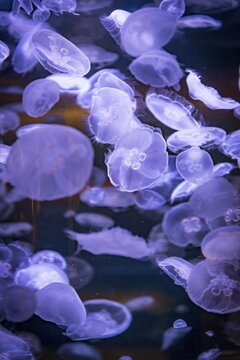 Many transparent Common jellyfishes (Aurelia aurita) in an aquarium, occurrence Pacific, Aquarium Vancouver, British Columbia, Canada