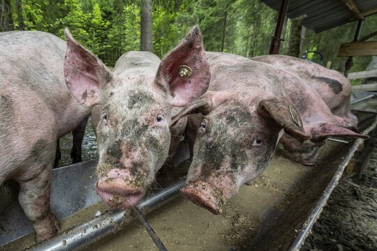 Domestic Pigs (Sus scrofa domesticus) at a trough in an outdoor enclosure, Allg&auml;u, Bavaria, Germany