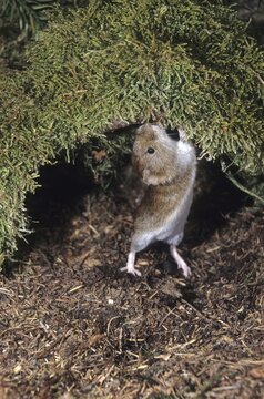 Red-backed vole (Myodes glareolus) foraging, Allg&auml;u, Bavaria, Germany