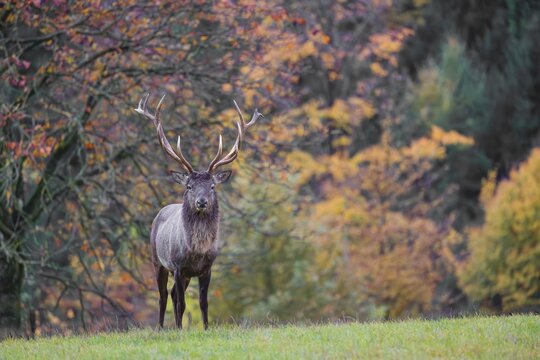 An Altai maral stag, Altai wapiti or Altai elk (Cervus canadensis sibiricus) stands in a meadow in the first light of the day. A forest in full fall foliage is in the background