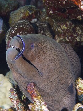 A giant moray (Gymnothorax javanicus) is being groomed by a cleaner fish. Dive site Abu Fendera, Egypt, Red Sea