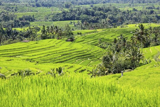 Jatiluwih Rice Terraces, Bali, Indonesia