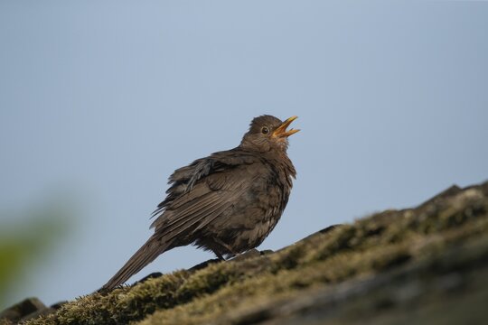 Eurasian blackbird (Turdus merula) adult female garden bird singing on a shed roof, Suffolk, England, United Kingdom