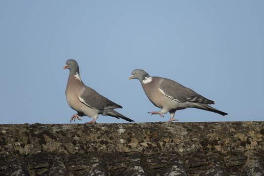 Wood pigeon (Columba palumbus) two adult birds on an urban house roof with one bird chasing the other during their courtship display, England, United Kingdom