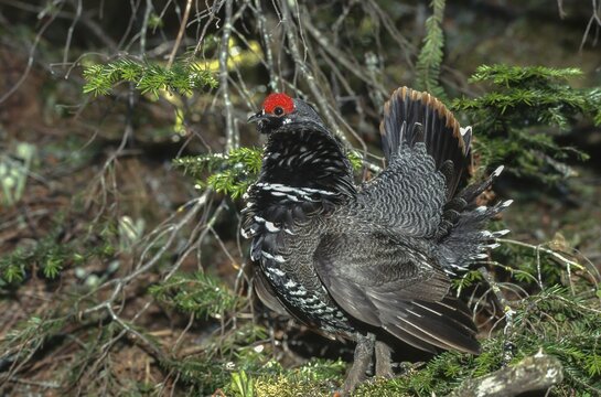 Spruce grouse. Canachites canadensis. Male in a courtship display, Gaspesie conservation park. Province of Quebec. Canada