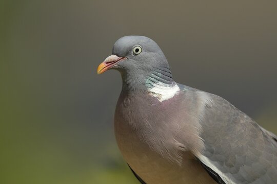 Common wood pigeon (Columba palumbus), animal portrait, North Rhine-Westphalia, Germany
