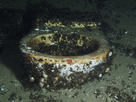 An invasive species of Quagga mussel (Dreissena rostriformis bugensis) overgrown toilet bowl at the bottom of Lake Constance. Environmental pollution. Dive site Wildsau, Berlingen, Lake Constance, Switzerland, Germany