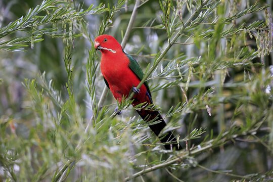 Australian king parrot (Alisterus scapularis), adult, feeding on tree, Long Beach, New South Wales, Australia