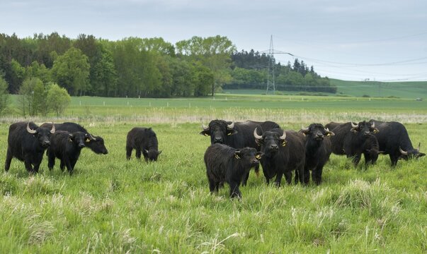 Artiodactyla, Bubalus Arnee, Even-Toed Ungulate, Frie&szlig;nitzer See, Germany, Greiz, Pairhoofes, Thuringia, Water Buffalo, Grazing, Domesticated Animals, Extensive Grazing, Grazing, Pets, Mammals, Vogtland