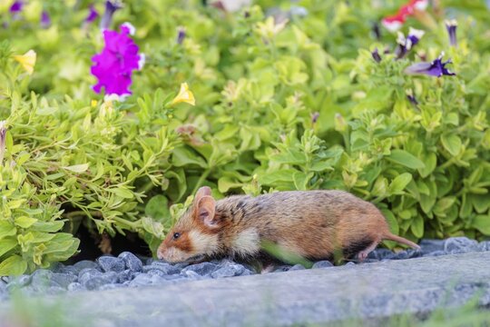 A European hamster (Cricetus cricetus) searches for food on a decorated grave and eats the petals of flowers. Vienna, Austria