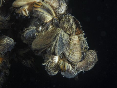 Close-up of quagga mussels (Dreissena rostriformis bugensis), invasive species, arranged under dark conditions, dive site Wildsau, Berlingen, Lake Constance, Switzerland, Germany