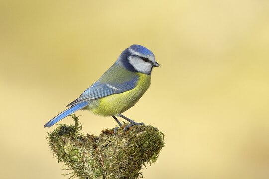 Blue tit (Parus caeruleus), sitting on a branch covered with moss, Wilden, North Rhine-Westphalia, Germany