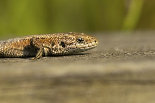 Common lizard (Zootoca vivipara) adult reptile basking on a wooden sleeper, England, United Kingdom