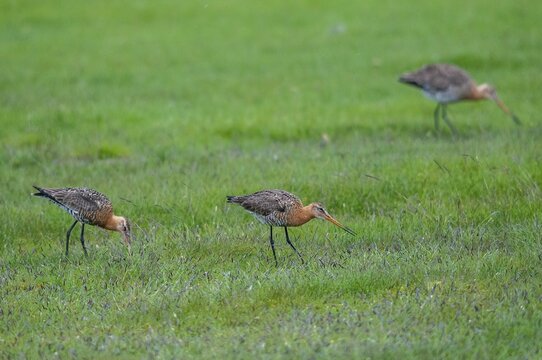 Black-tailed godwit, limosa limosa, Sweden, shore-tailed godwit, birds, charadriiformes, limikolen, snipe birds, scolopacidae, Sweden, birds, waders, waterbirds, waders, &Ouml;land
