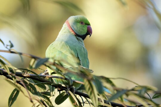 Rose-ringed parakeet (Psittacula krameri) sitting on a branch, wildlife, Germany