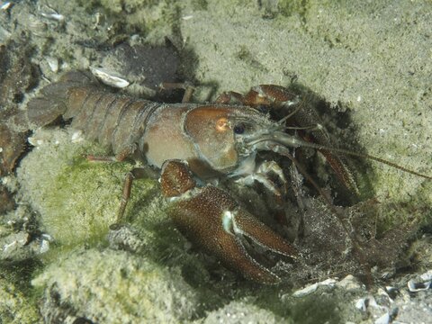 A signal crayfish (Pacifastacus leniusculus), an American crayfish and an invasive species, is hiding in a sandy environment at the Terlinden diving site, K&uuml;snacht, Lake Zurich, Canton of Zurich, Switzerland