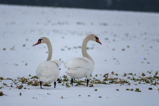 Cygnus olor, mute swan, anatidae, birds, duckbirds, cusp swan, swans, swans, birds, waterbirds, waterbirds, winter