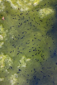 Bufo calamita, epidalea calamita, toad, natterjack toad, amphibians, amphibians, high size, portrait, tadpole, amphibian, burbot