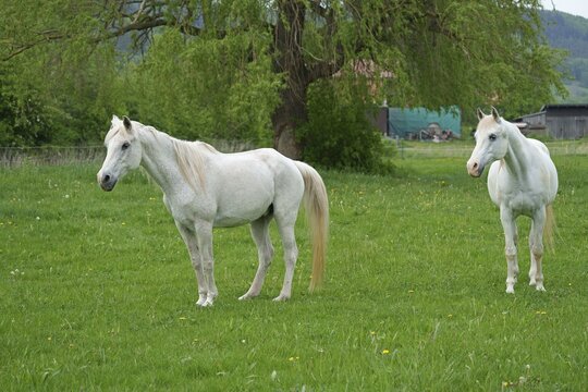 Horses, White horse, Hesse, Germany