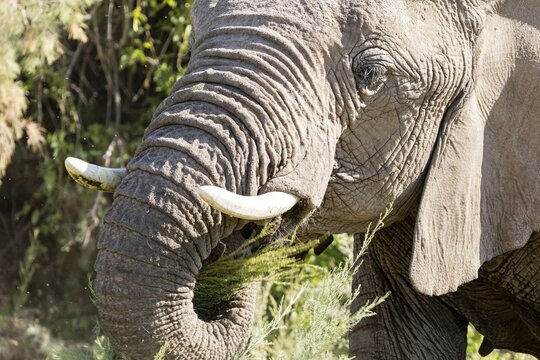 African forest elephant (Loxodonta cyclotis), Namibia
