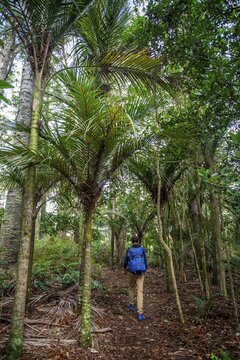 Young man walks on trail through Kauri Forest, Kauri Bushmans Memorial Scenic Reserve, Paparoa, Northland, North Island, New Zealand