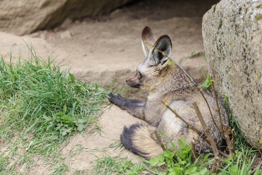 A Bat-eared fox (Otocyon megalotis) rests in front of his den