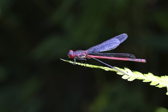 Large red damselfly (Pyrrhosoma nymphula), on a leaf by a pond in a garden, looking towards the camera, dark background, Wilnsdorf, North Rhine-Westphalia, Germany