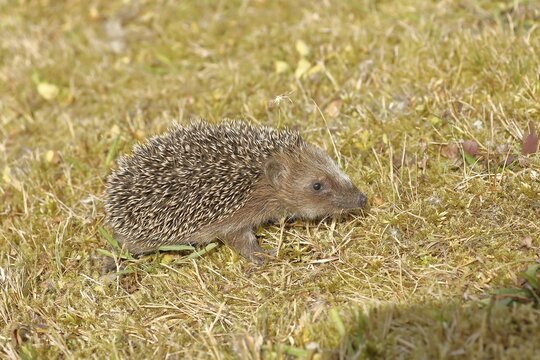 European hedgehog (erinaceus europaeus), juvenile, in a meadow orchard, Wilnsdorf, North Rhine-Westphalia, Germany