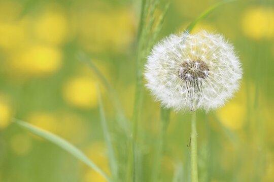 Dandelion seed head (Taraxacum), Hesse, Germany