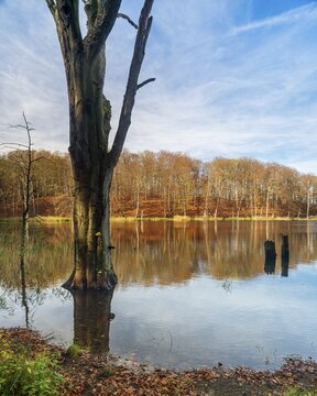 Autumn at Schweingartensee, dead tree trunks on the shore, M&uuml;ritz National Park, Serrahn area, Mecklenburg-Western Pomerania, Germany
